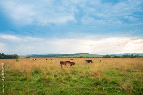 Herd Of Cows At Nature Landscape