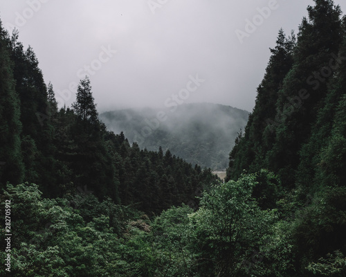 Forest on Mingyue Mountain, Jiangxi, China © Mark Zhu