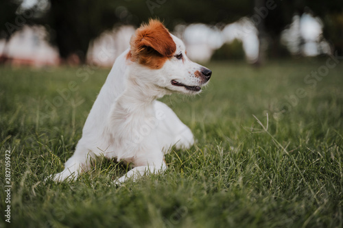 cute small jack russell terrier dog lying on the grass in a park. Pets outdoors and lifestyle