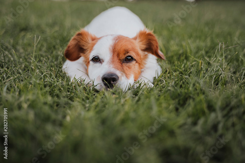 cute small jack russell terrier dog lying on the grass in a park. Pets outdoors and lifestyle