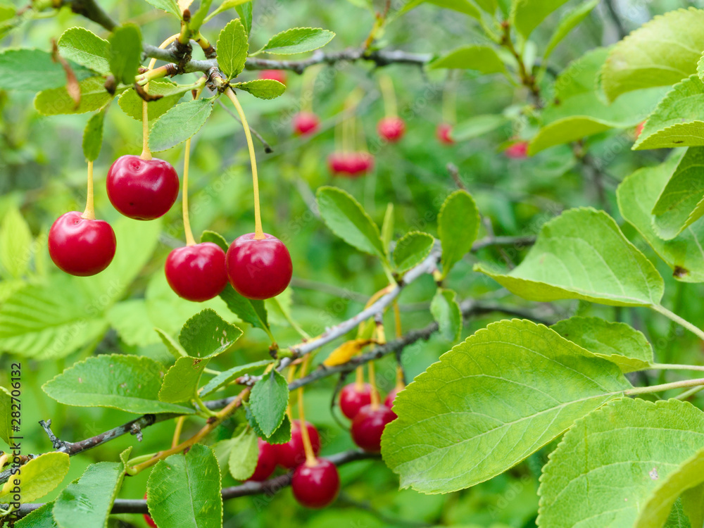 Red ripe cherry on a twig against a background of green leaves. Blurred background. Selective focus