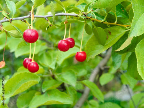Several ripe cherries on a twig, against green foliage. Selective focus