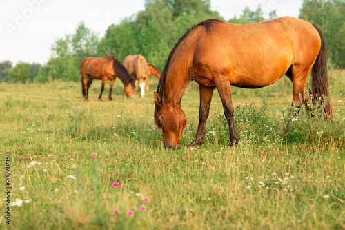 Group of horses in a summer pasture, in the countryside © Olha