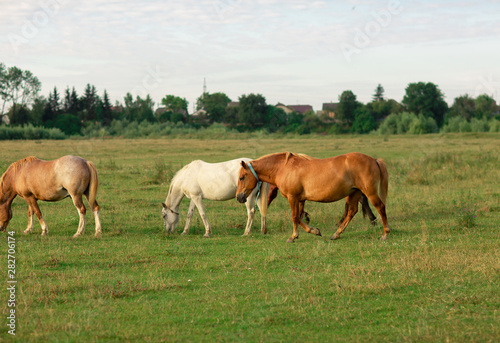 Group of horses in a summer pasture, in the countryside © Olha