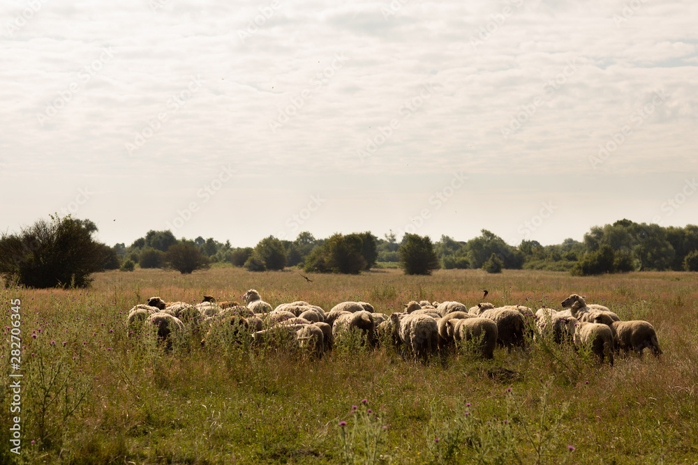Fototapeta premium A flock of sheep grazing in the countryside