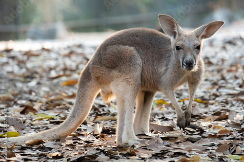 Kangaroo