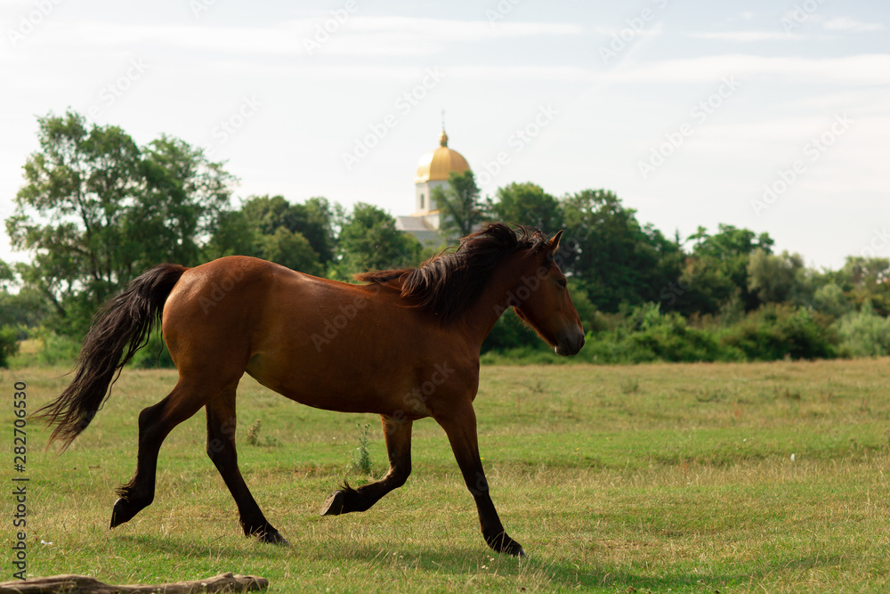Fototapeta premium brown horse with white stripe on muzzle walks in pasture in summer