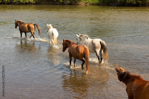 A group of horses running in the water across the river