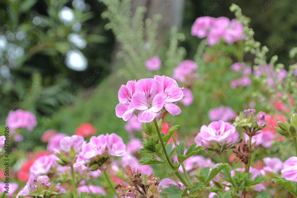 ゼラニウム（ゼラニューム・Pelargonium）