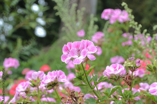 ゼラニウム（ゼラニューム・Pelargonium）