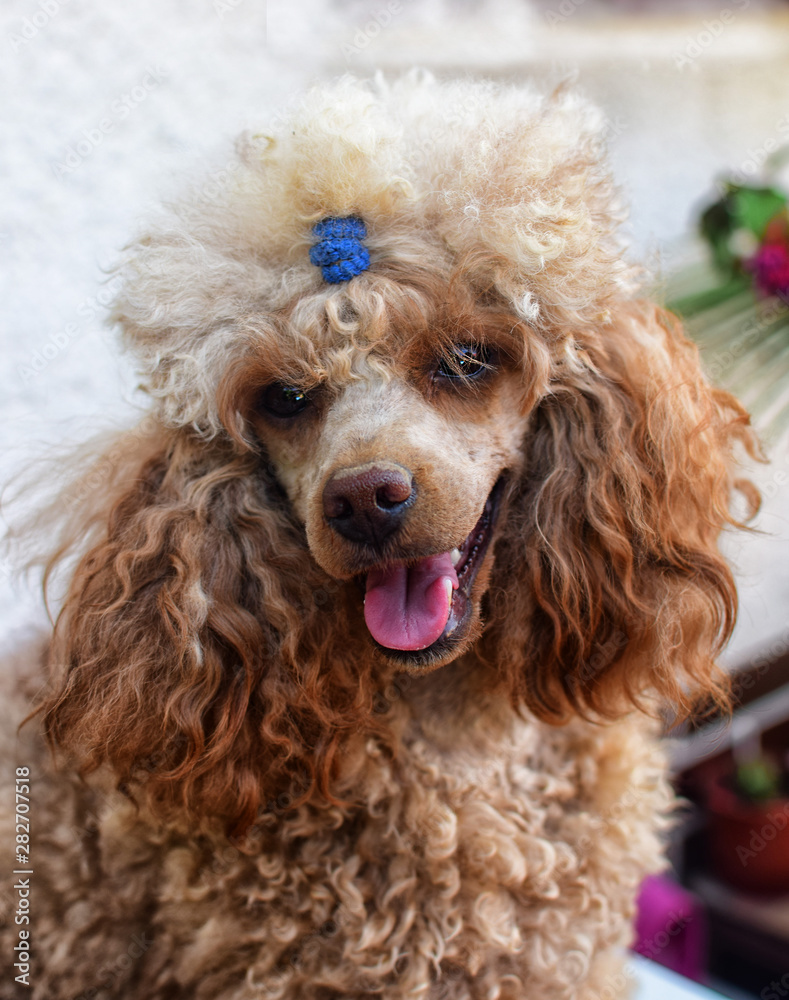 Portrait of toy poodle. Detail on head and eyes. Little cute puppy.