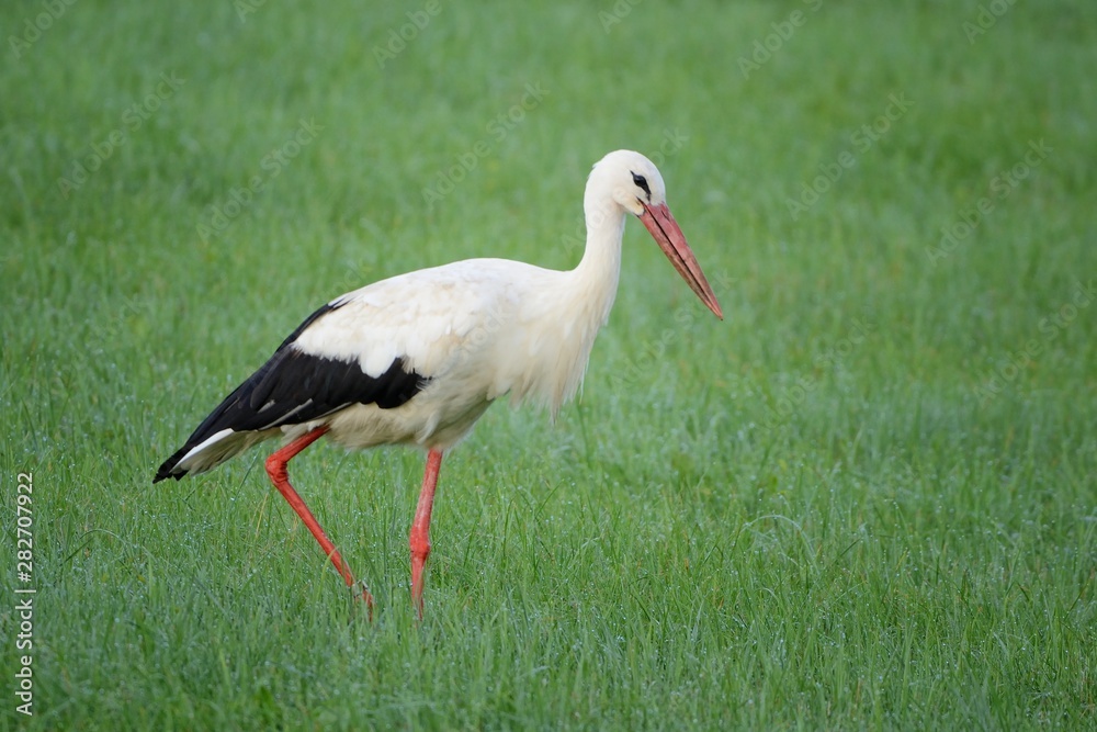 Fototapeta premium Stork
