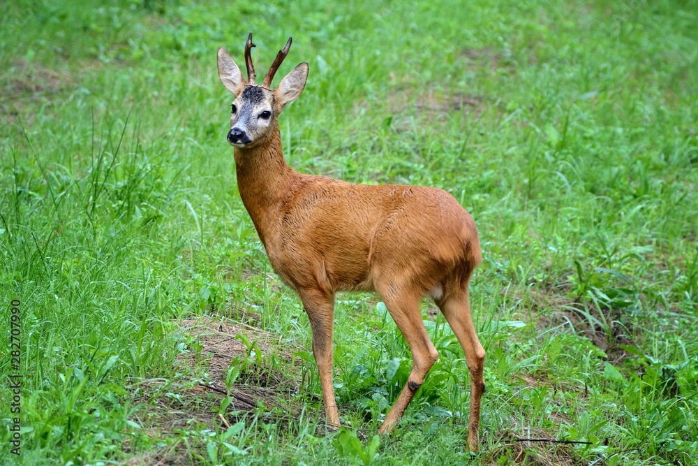 Deer