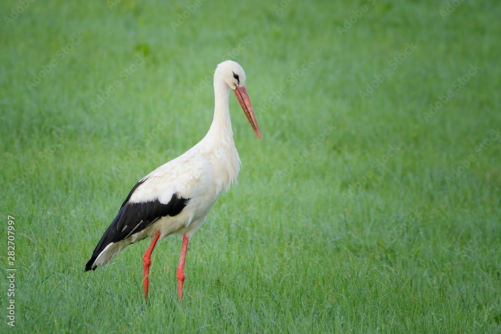 Fototapeta premium White Stork