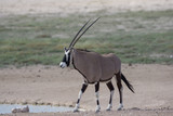 Oryx Antilope in Namibia Etosha Pfanne