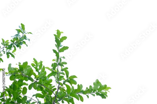 Fototapeta Naklejka Na Ścianę i Meble -  Tropical tree with leaves on white isolated background for green foliage backdrop and copy space 