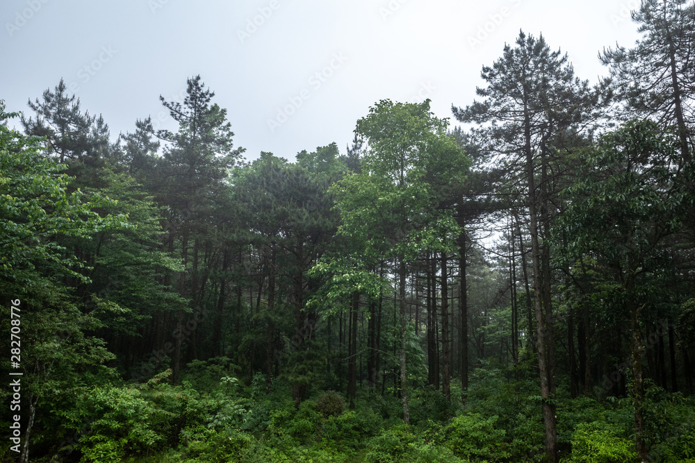 Forest on Mingyue Mountain, Jiangxi, China Forest on Mingyue Mountain, Jiangxi, China