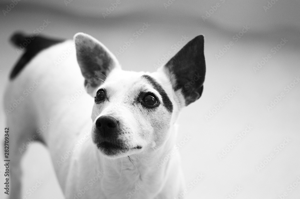 Jack Russell terrier dog looking at his owner. Head shot, selective focus