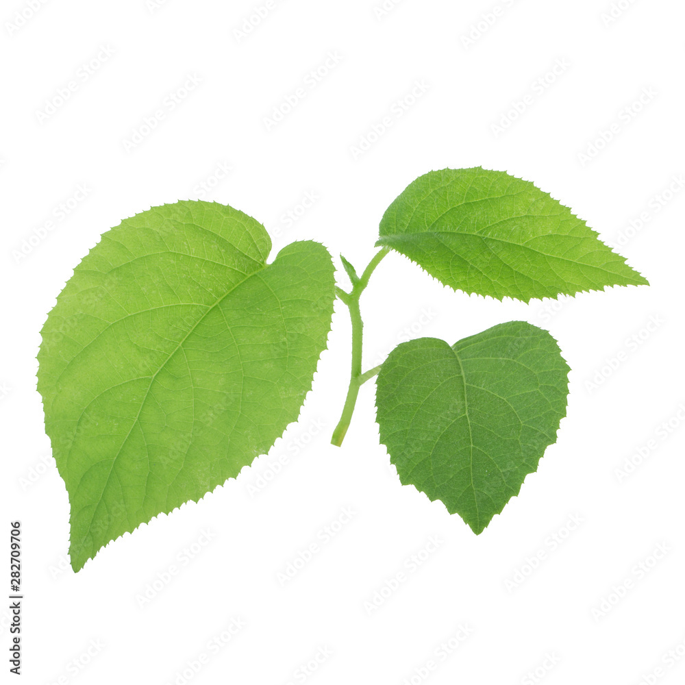 spring with leaves of kiwi isoalted on white background spring with leaves of kiwi isoalted on white background