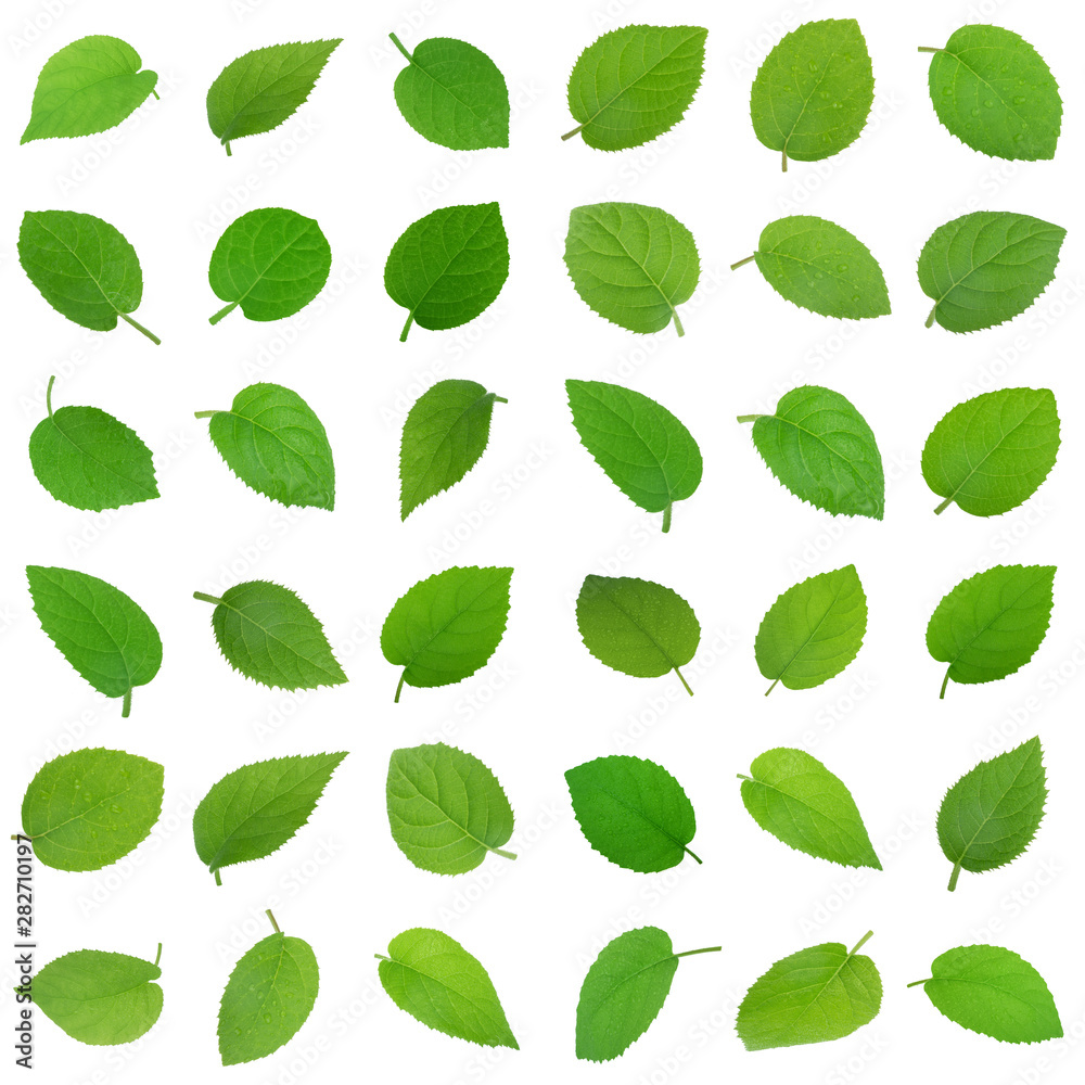set of fresh kiwi leaves isolated on white background set of fresh kiwi leaves isolated on white background