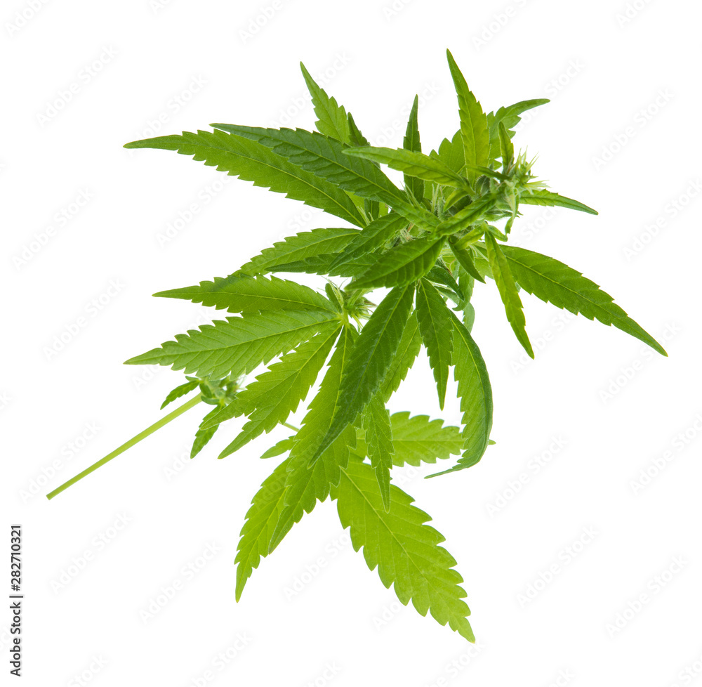 branch of cannabis isolated on white background