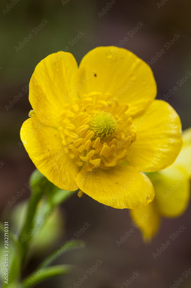 Ranunculus Persian buttercup flower of intense yellow color Ranunculus Persian buttercup flower of intense yellow color