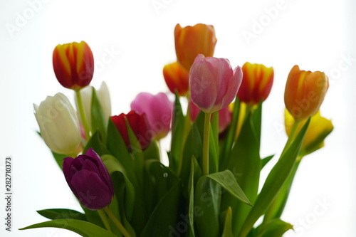 a colorful tulip bouquet against white background