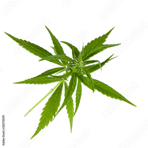cannabis isolated on white background