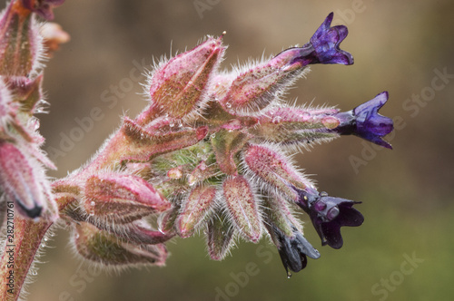 Fotografie Anchusa undulata purple flower with rain water droplets with hairy leaves and st