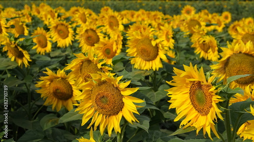  field of blooming sunflower