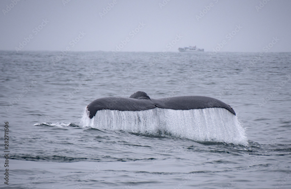 Obraz premium Humpback Whale Tail Fluke Rising