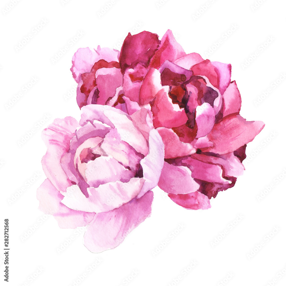 Watercolour hand painted botanical gentle peony flowers illustration isolated on white background