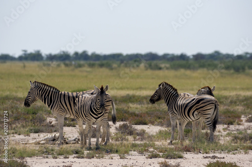Zebras in der Etosha Pfanne Namibia