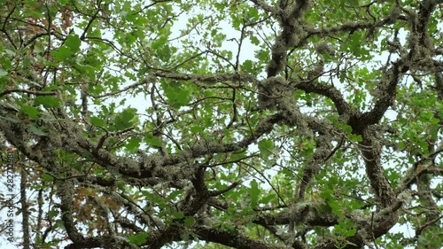 Dense green lichen (Evernia prunastri) on an oak tree branch in an autumnal mountain forest. photo