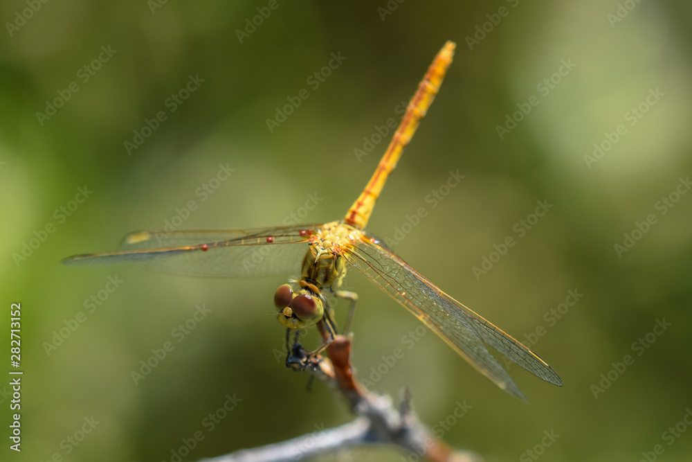 Allphotokz Dragonfly 20190722 0414 D810