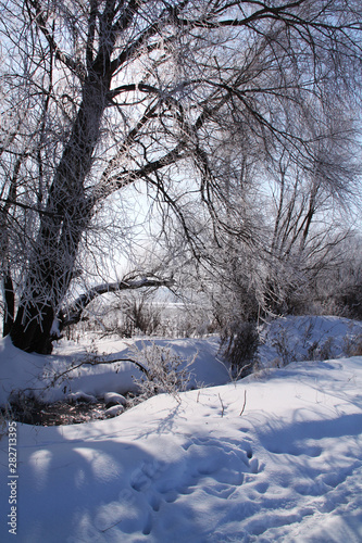 Winter landscape. Frost on the trees, blue sky, sunny day. © Stanislaw Mikulski
