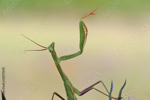 A praying mantis sits on the plant Eryngium Planum, in a pose that is similar to the conductor of the orchestra.
