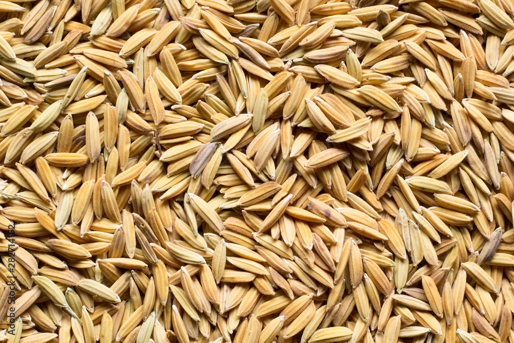 paddy texture paddy texture