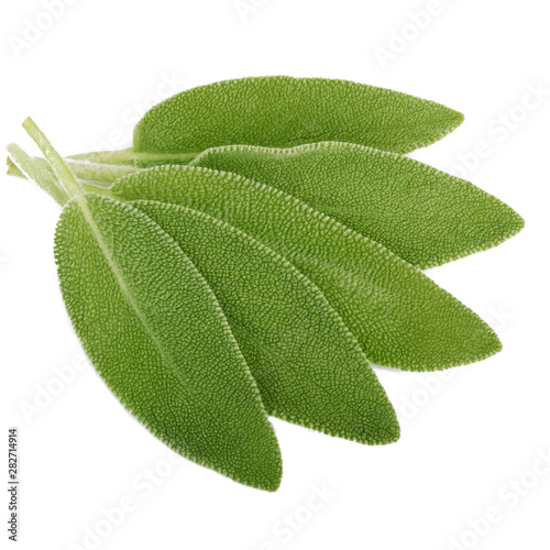 heap of fresh green sage isolated on white background. top view