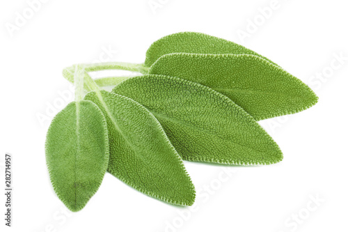 Wallpaper Mural heap of fresh green sage isolated on white background Torontodigital.ca