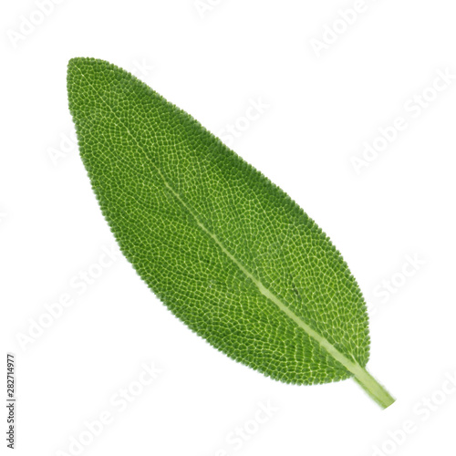 fresh green leaf of sage isolated on white background photo