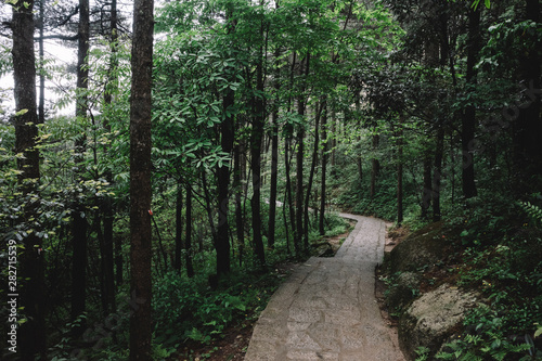 Path in forest in Mingyue Mountain  Jiangxi  China