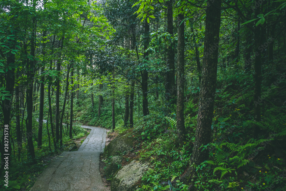 Fototapeta premium Path in forest in Mingyue Mountain, Jiangxi, China