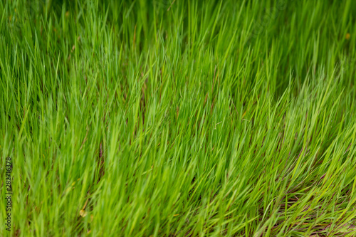 Green grass for background, natural grass texture