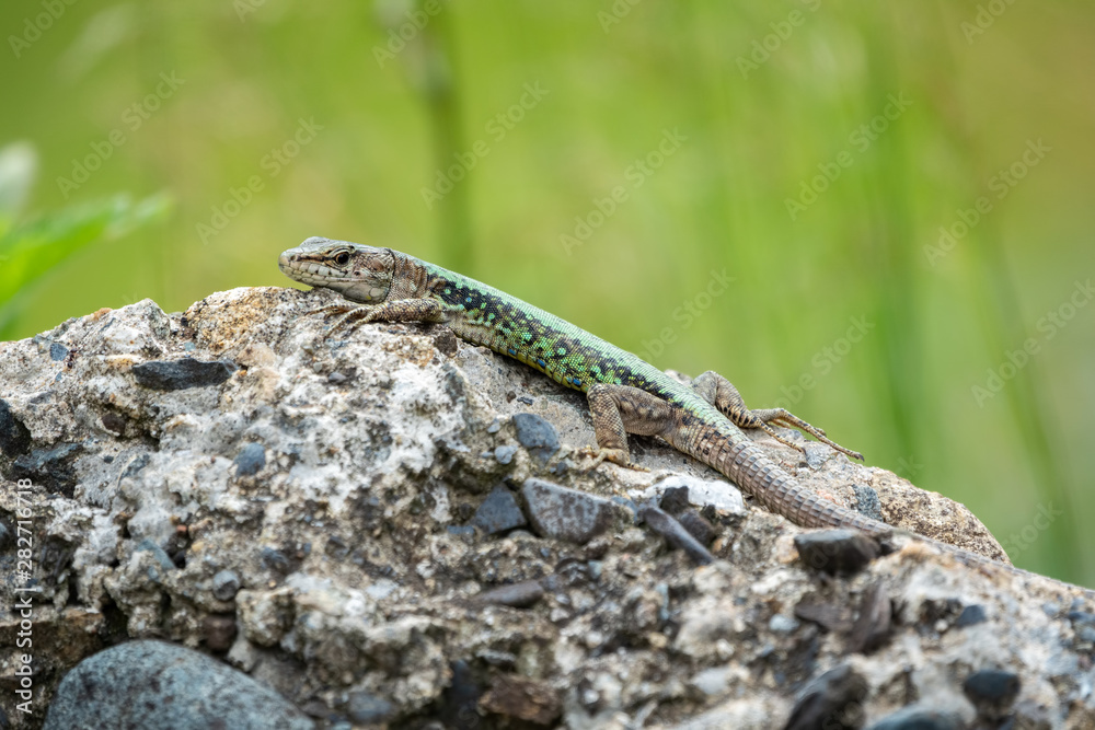 The lizard Lacerta viridis sits on a stone with green background The lizard Lacerta viridis sits on a stone with green background