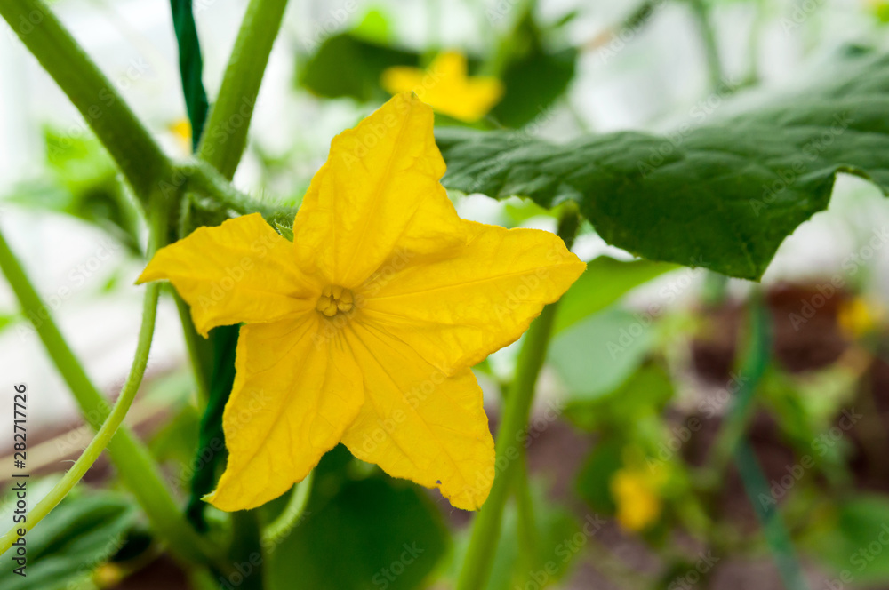 Bright yellow cucumber flower in a greenhouse. Bright yellow cucumber flower in a greenhouse.