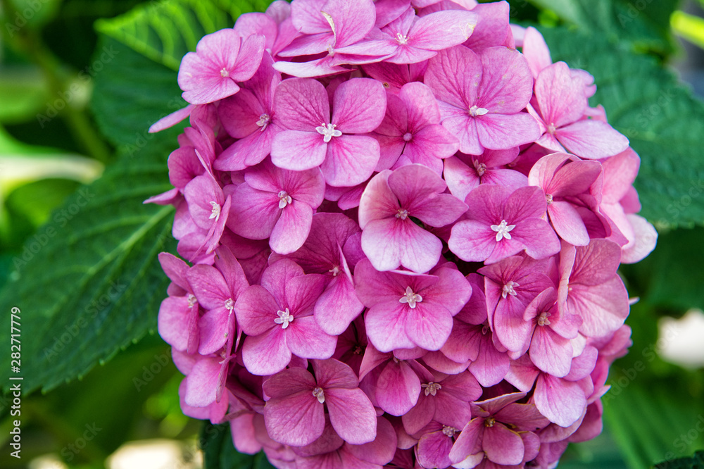 Blossom of pink hydrangea close up. Gorgeous hydrangea blooming. Tender flowers soft little petals. Perfume aroma fragrance concept. Flower scent. Hydrangea summer flower plant. Gardening and botany