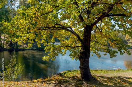 Oak with foliage on the lake