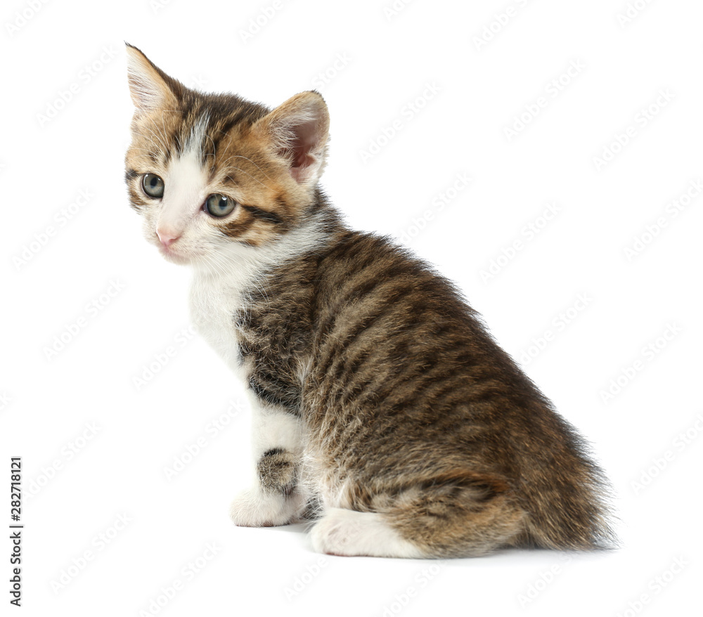 Cute funny kitten on white background