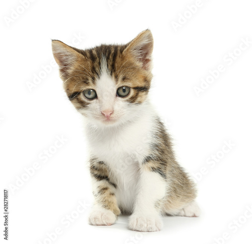 Fototapeta Naklejka Na Ścianę i Meble -  Cute funny kitten on white background